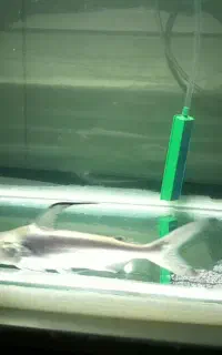 ماهی اکواریوم