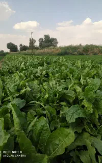 نیرو مرد جهت چیدن علف