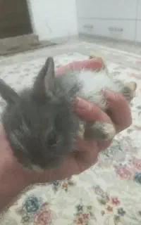 بچه خرگوش