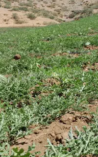 هندوانه محلی روستای زیوه قوره