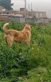 نگهبان واقعی