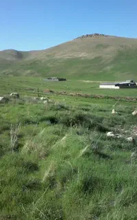 فروش یونجه کاه. ذرت جو