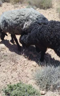 میش شیشک بره دار
