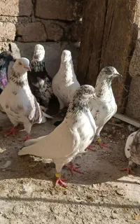 ۱۹ عدد کبوتر