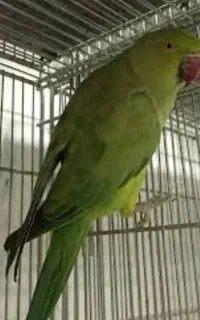 طوطی ملنگو ماده. کار داده.