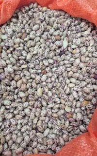 لوبیا چیتی سراب