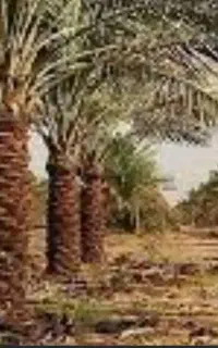 درخت بند هستم