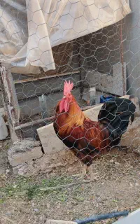 خروس محلی یک ساله درچه یک