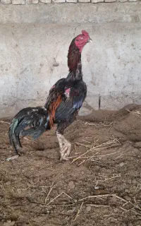 خروس لاری