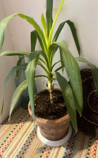 گل طبیعی با گلدان