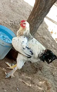 ۲ عدد خروس برهما