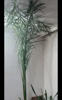 گل نحل