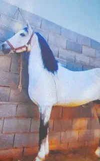 خرید فروش انواع اسب