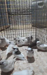 جوجه مرغ عشق وجوجه فنچ نوک تازه رنگ گرفته