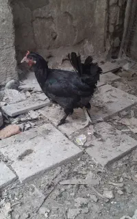 مرغ محلی اصل