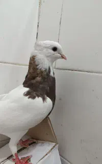 کبوتر
