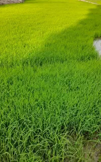 تیولکی چلتوک در ملکشاهی