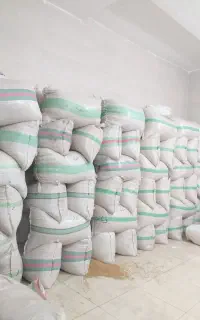 شالی دمسیاه بذری