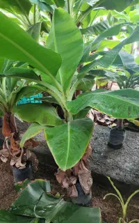 نهال و پاجوش درخت موز کاوندیش