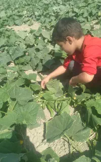 خیار شوری بوستان اعلا