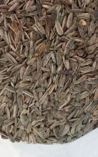 توخمه ستقر