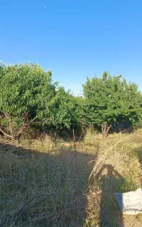 کارگر جهت کارداخل باغ یا باغبان