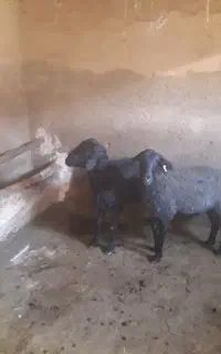 قوچ قرقزل