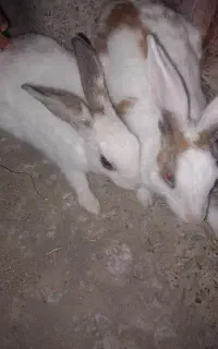 خرگوش
