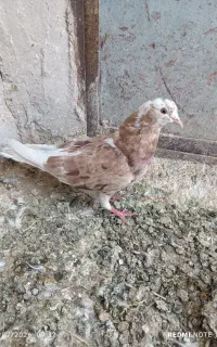 ماده هفتگ رنگ