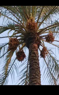 فروش نخل سرکویردان