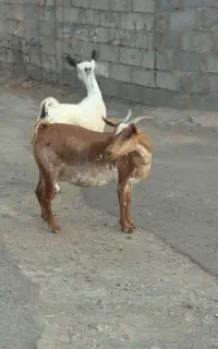 بزعمانی