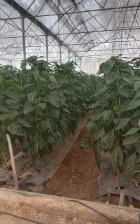 نیاز به کاگر اتباع