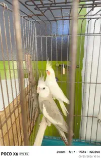 عروس هلندی مولد نر و ماده وایت فیس