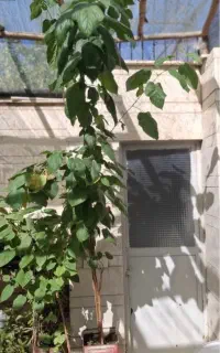 نهال