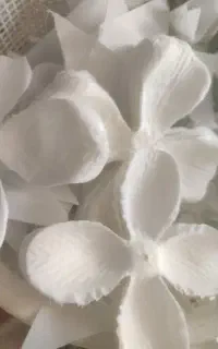انواع گل رز ب رنگ دل‌خواه با قیمت باورنکردنی