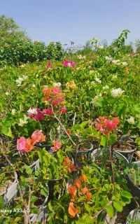 حراج گل و گیاه فضای باغچه
