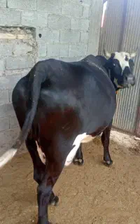 گاو به همراه گوساله