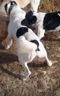 سگ گله