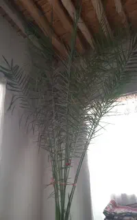 فروش نخل