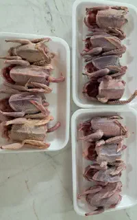 گوشت کفتر