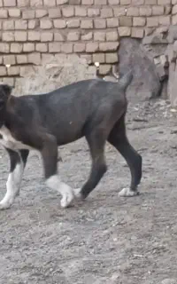 توله نر
