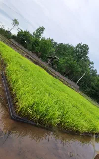 توم هاشمی