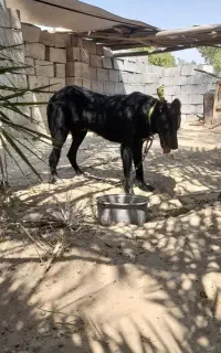 سگ قدرجانی