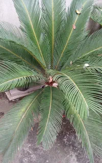 فروش سیکاس گلدانی در سایزهای مختلف