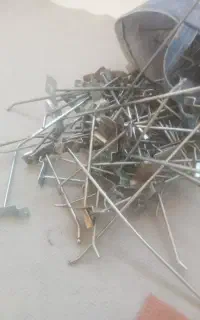 سیخک رگال