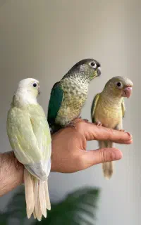 فروش طوطی گرینچیک