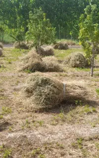 یونجه  چین دوم قیمت توافقی