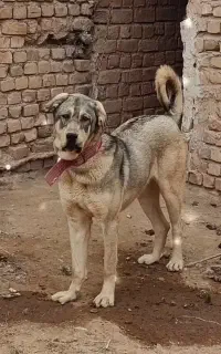 سگ پژدر ماده