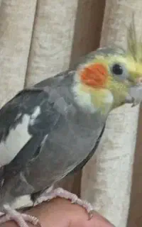 گمشده