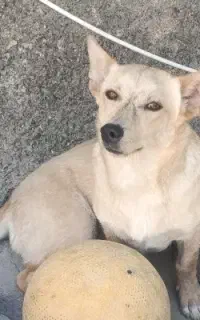 سگ نر